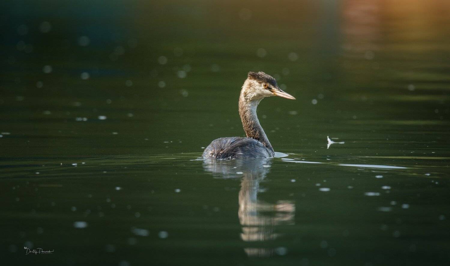 природа, лес, животные, птицы, Дмитрий Посевич