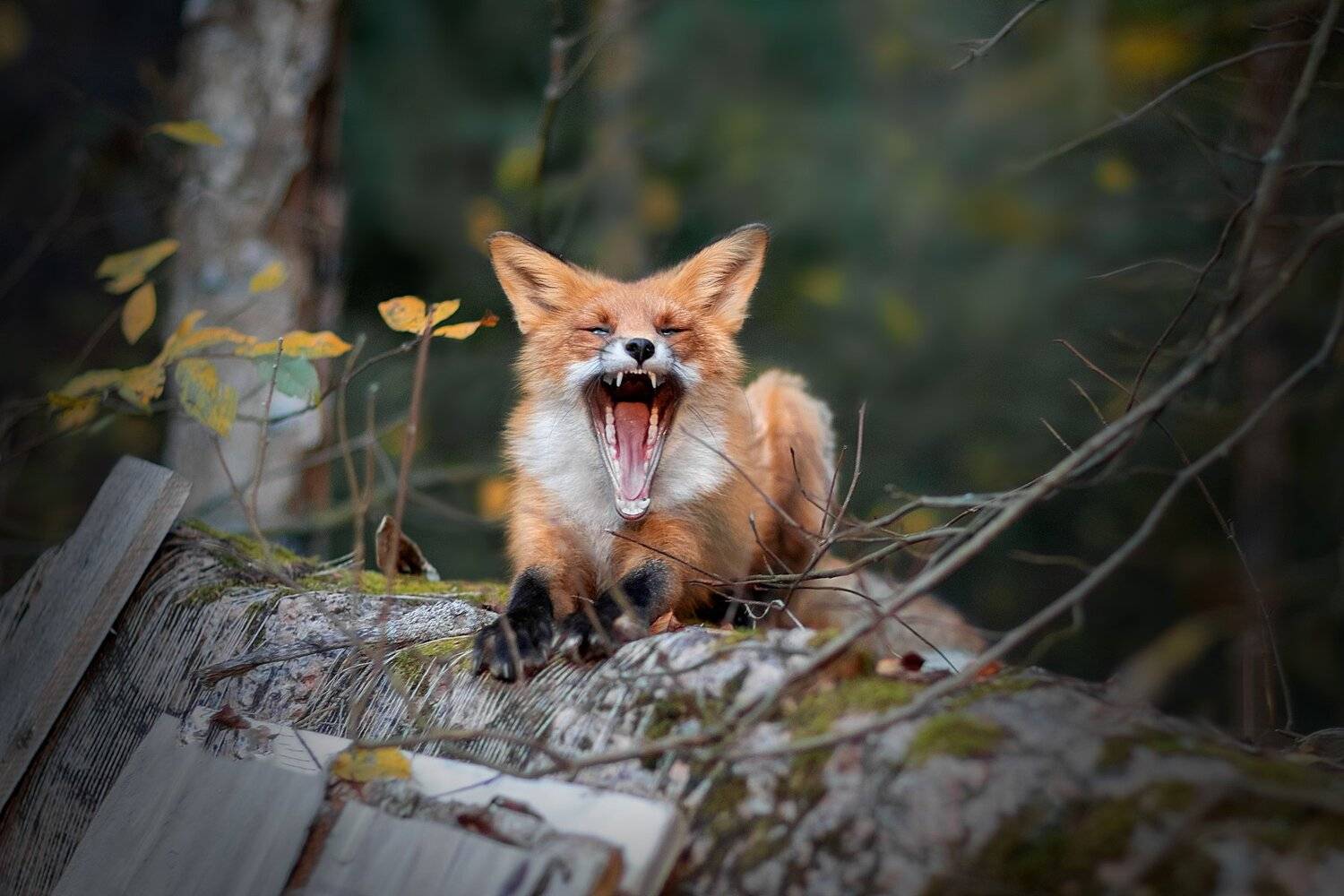 , Светлана Писарева