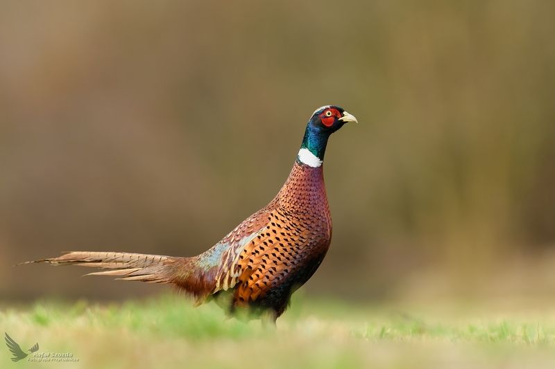 Bażant, Common Pheasant (Phasianus colchicus) ... фото превью