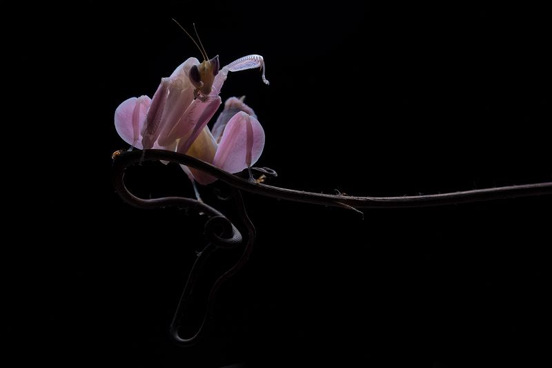 macro, mantis, orchid, pink, malaysia Pink Mantis фото превью
