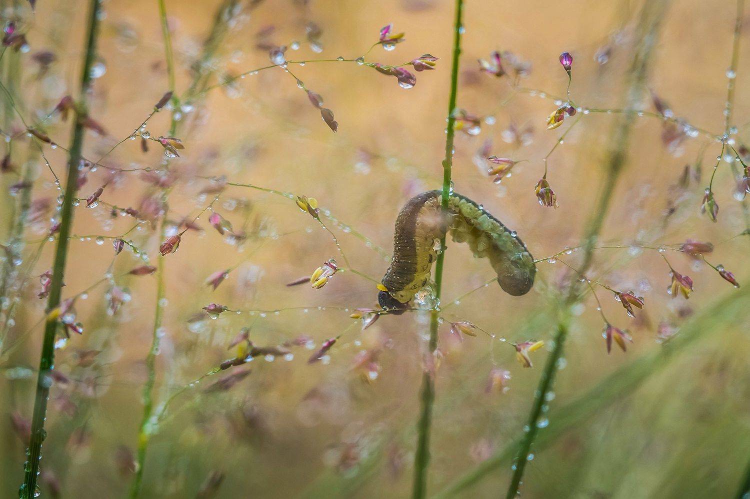 , Евгения Муравская