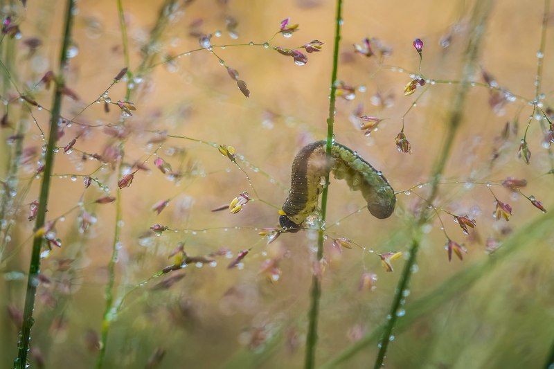 ... фото превью