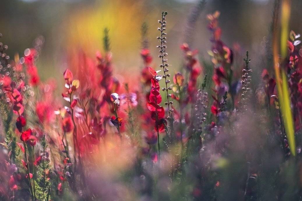 , Вячеслав Мищенко