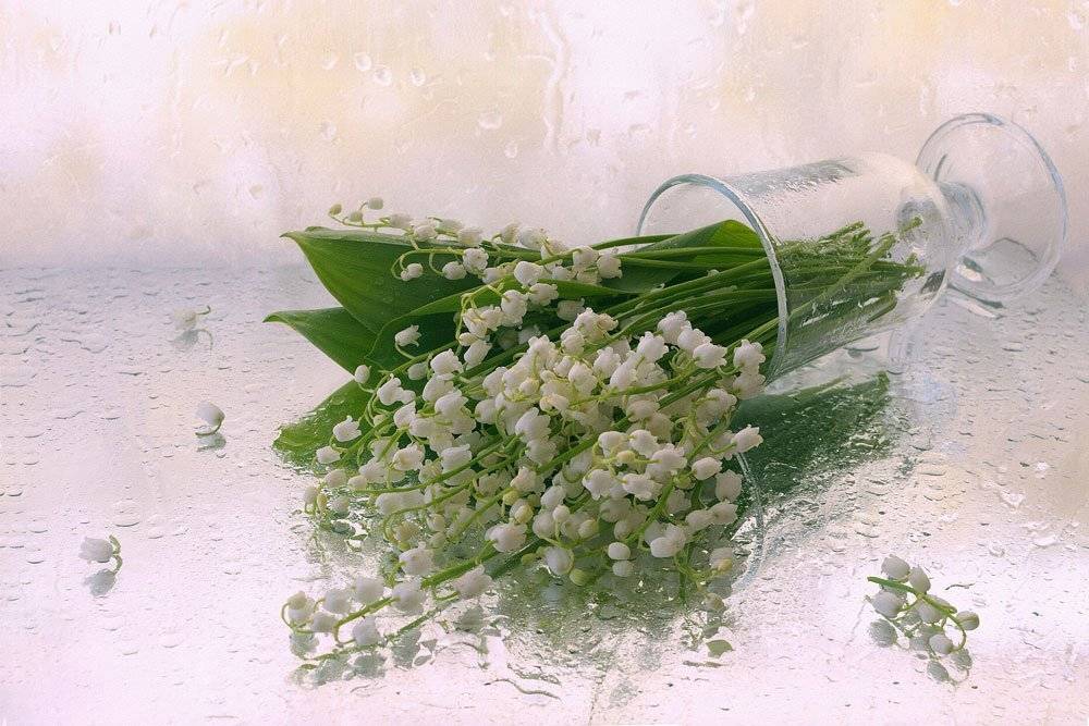, Анжелика Королева