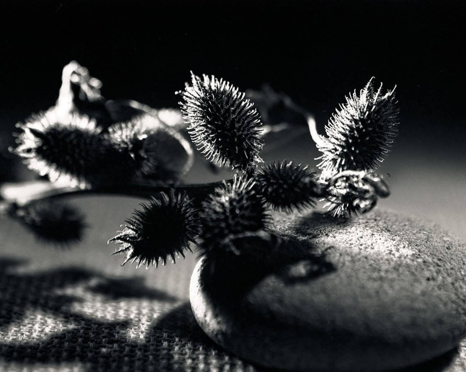 пленка, репей, колючка, натюрморт, still life,thorn, Дмитрий Толоконов