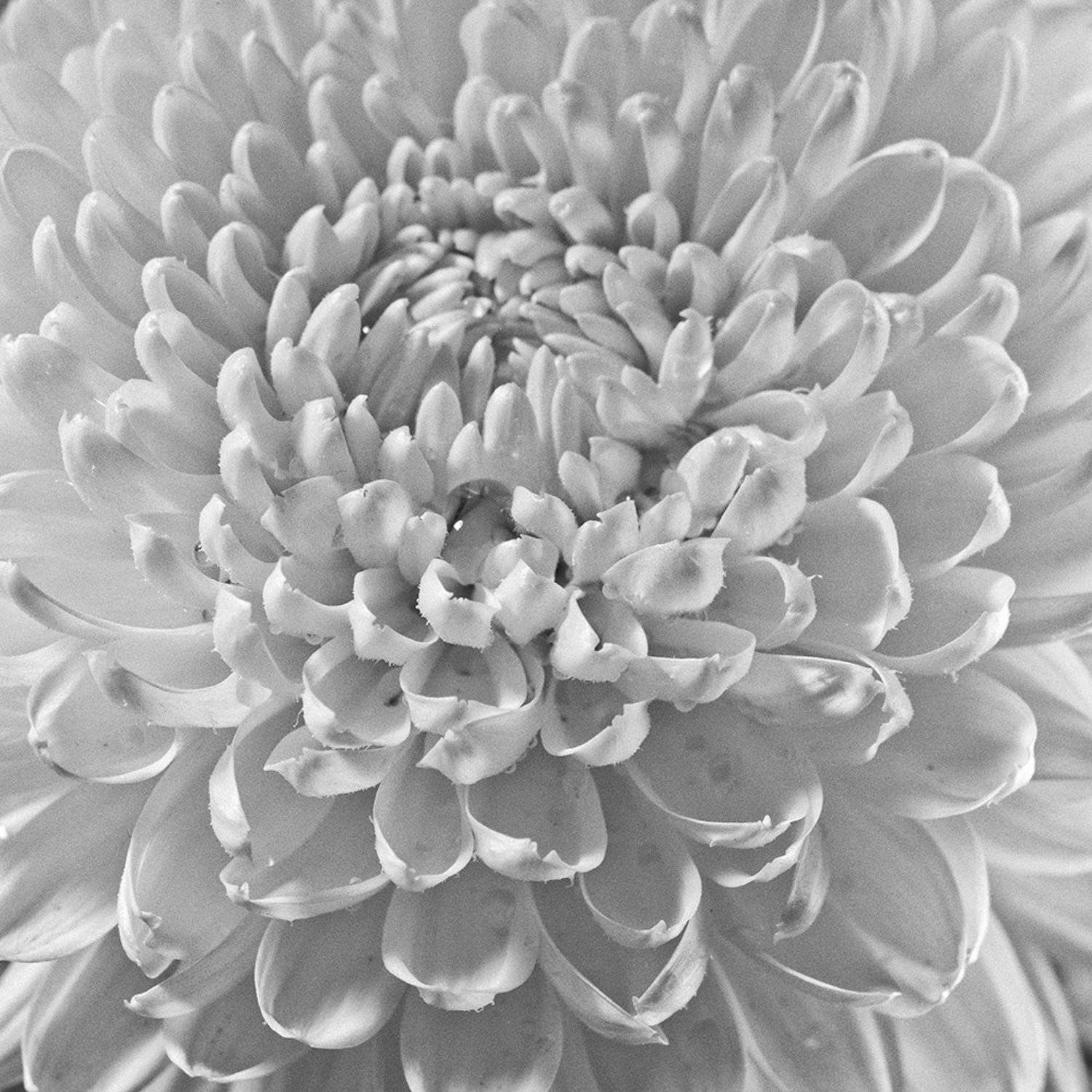 цветок, flower, still life, 4x5, toyo view 45d, black and white, blossom, Дмитрий Толоконов