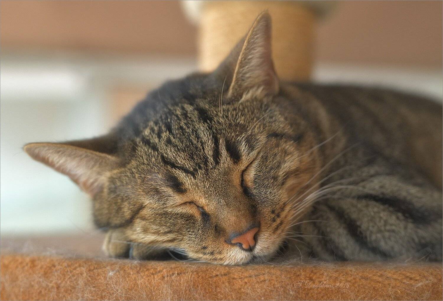 кошки, животные, дождь, Sergey Drobkov