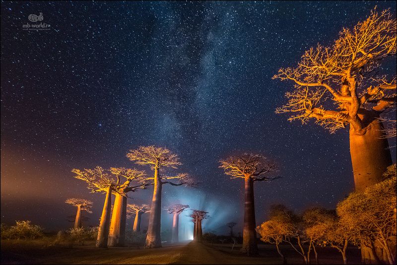 Мадагаскар, баобабы, ночь, фототур Ночь в долине баобабов фото превью