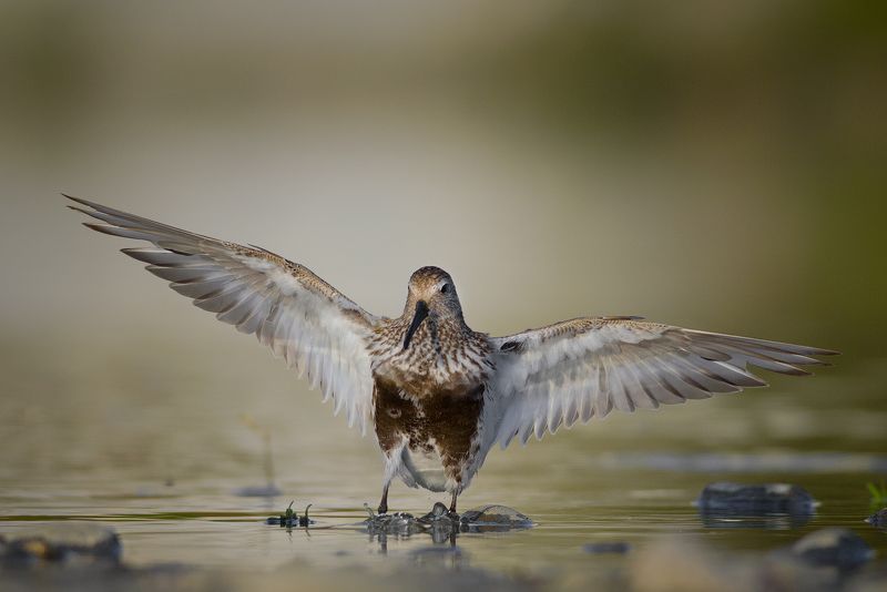 Dunlin фото превью