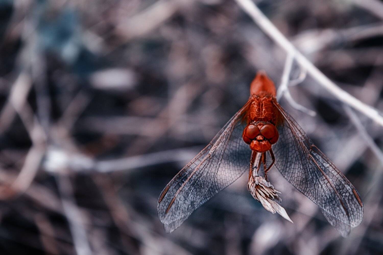 red, dragonfly, macro, красная, стрекоза, стрекоза, Teodora Sarbinska