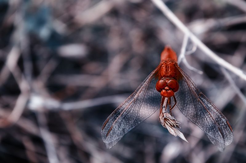 red, dragonfly, macro, красная, стрекоза, стрекоза Red Dragonfly фото превью