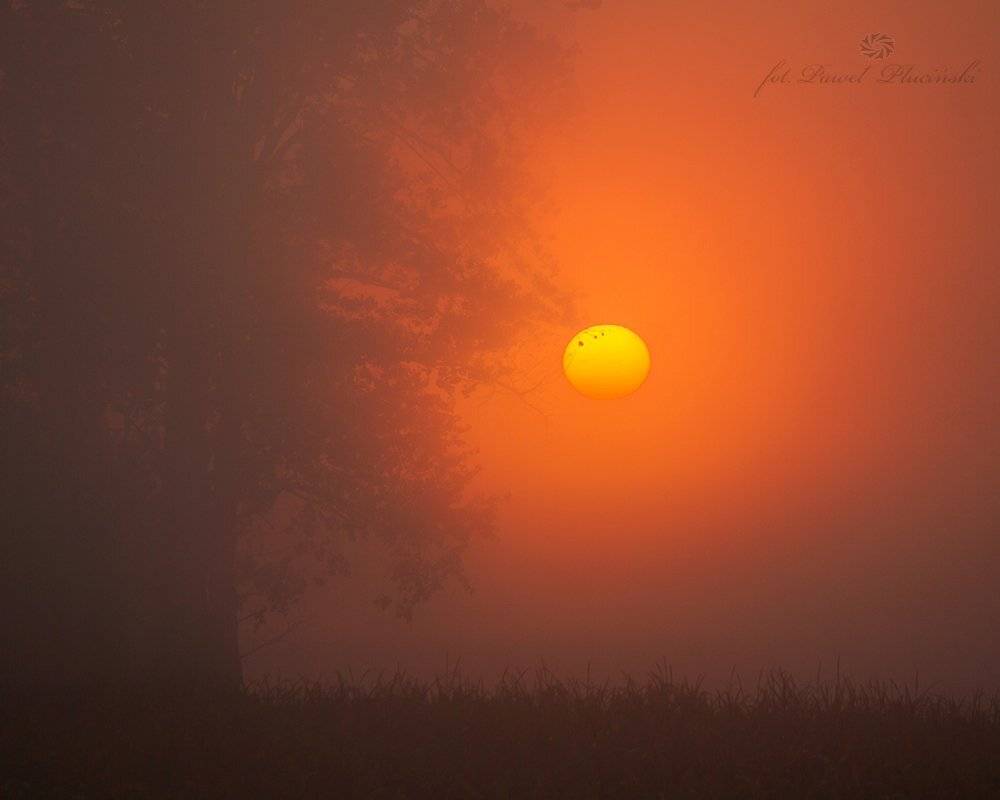 , Pawel Plucinski