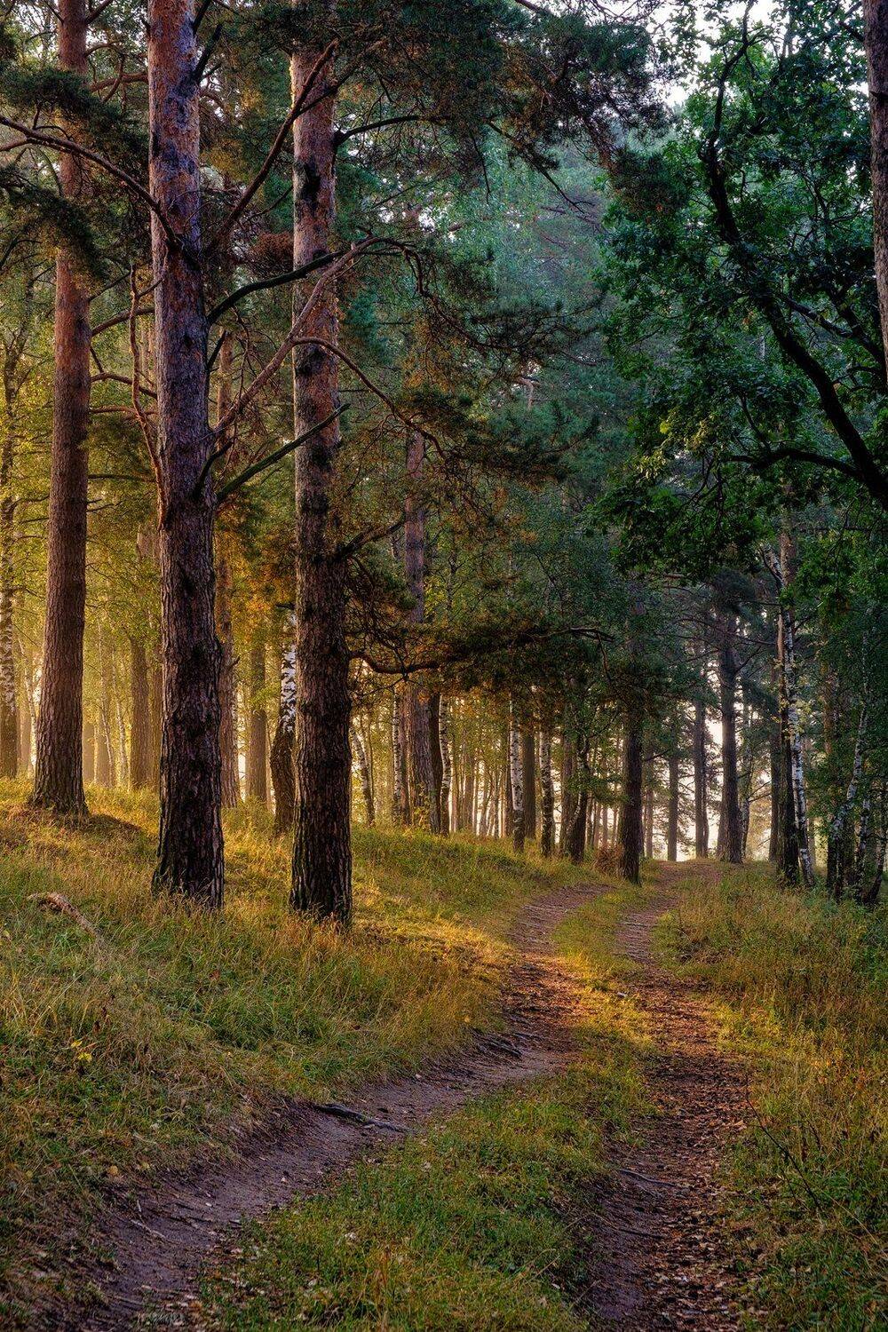 пейзаж, Александр Панфилов