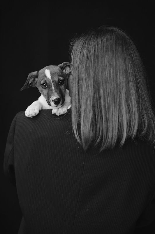 джек, рассел *** фото превью