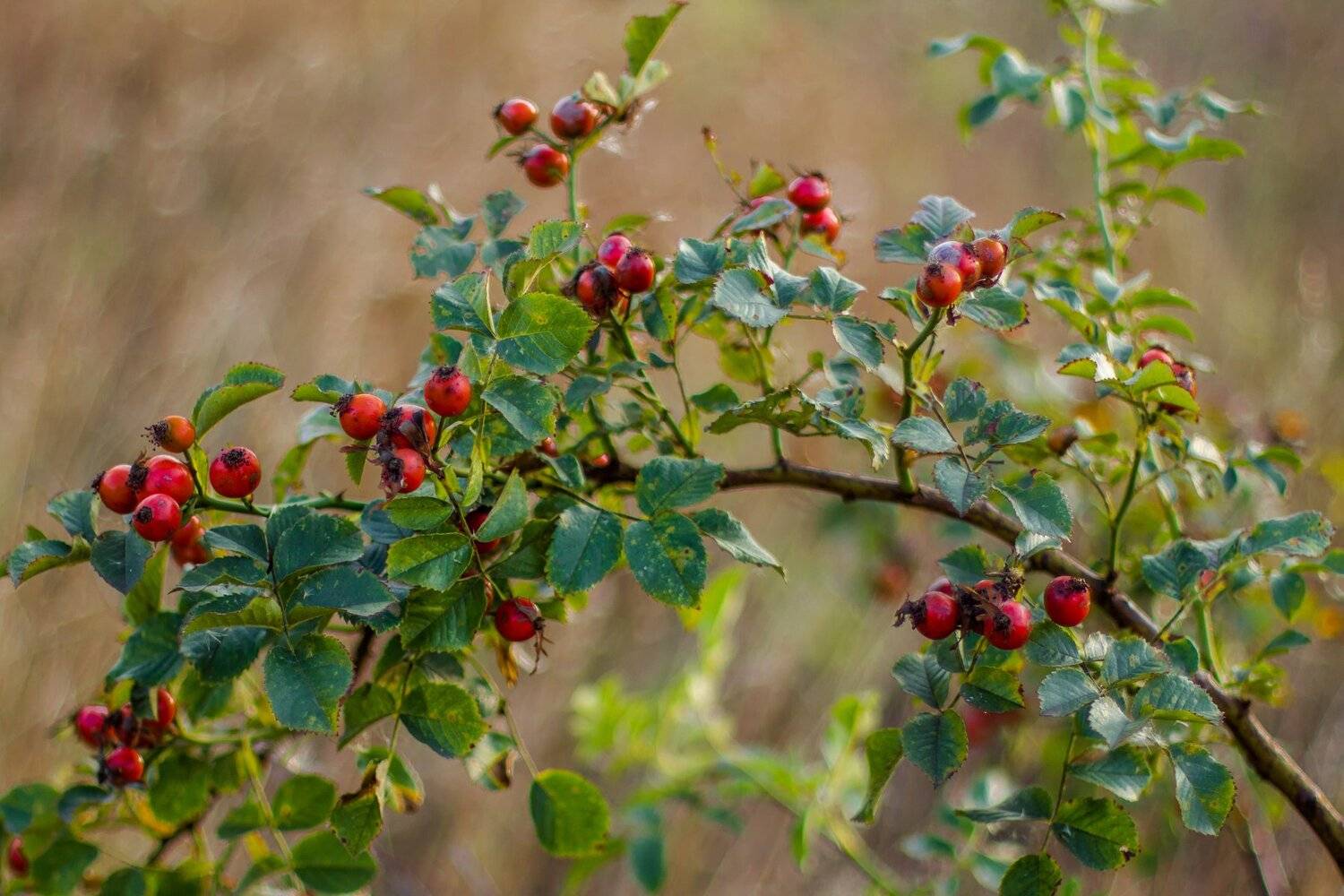 шиповник, осень, сентябрь, Руслан Востриков