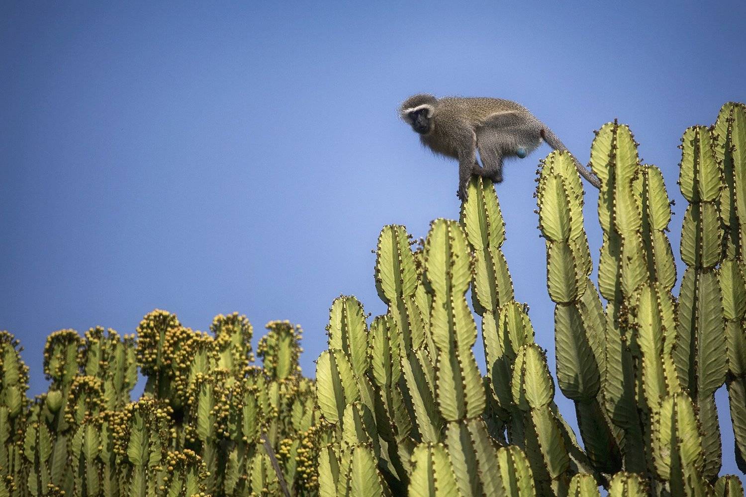 , Рашид Усманов