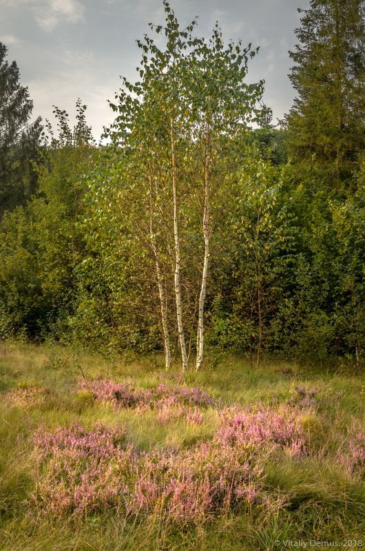 лето, погода, горы, лес, карпаты, березы, цветы, поляна, свет Равновесие после дождя. Сколевские Бескиды. Карпаты. фото превью