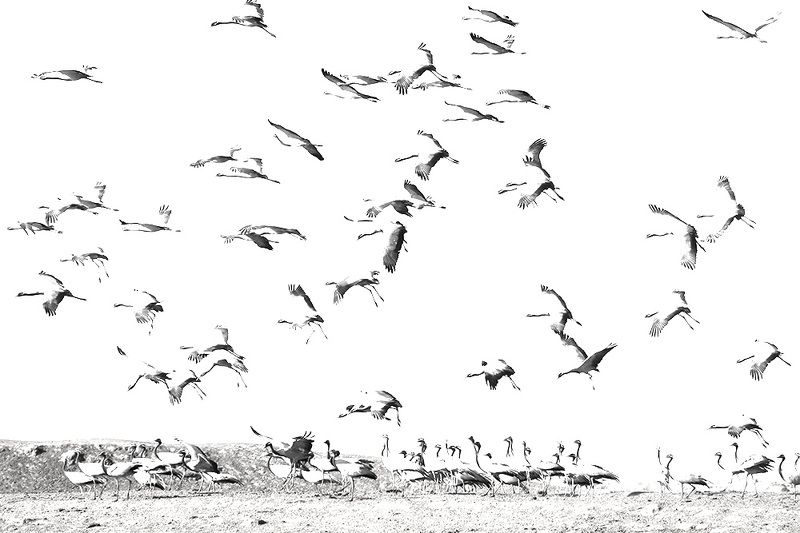 Красавки фото превью