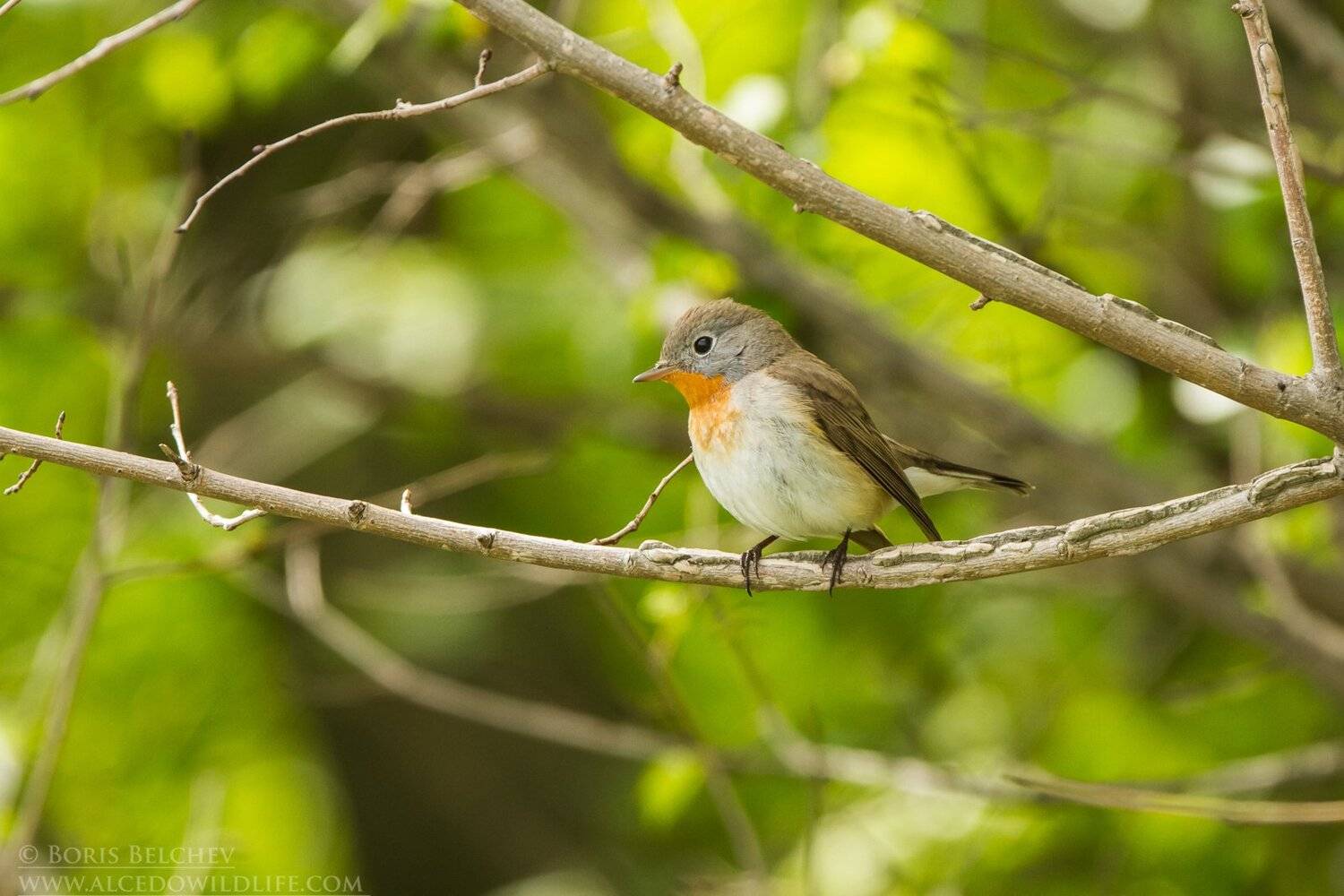 , Борис Белчев