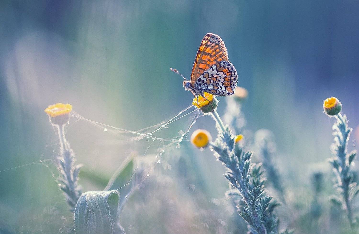 insects,butterfly,macro,beautiful,insect,wild,wildlife,nature,faerie,close up,macro,fairy,, Georgi Georgiev