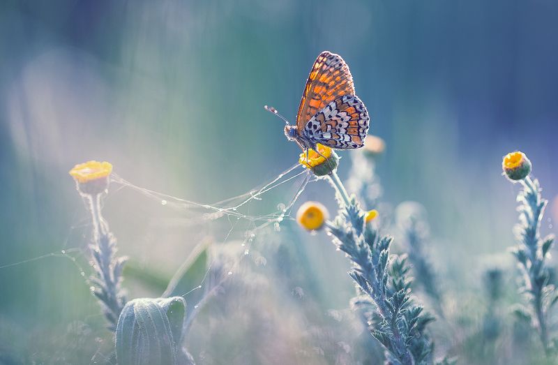 insects,butterfly,macro,beautiful,insect,wild,wildlife,nature,faerie,close up,macro,fairy, Butterfly фото превью