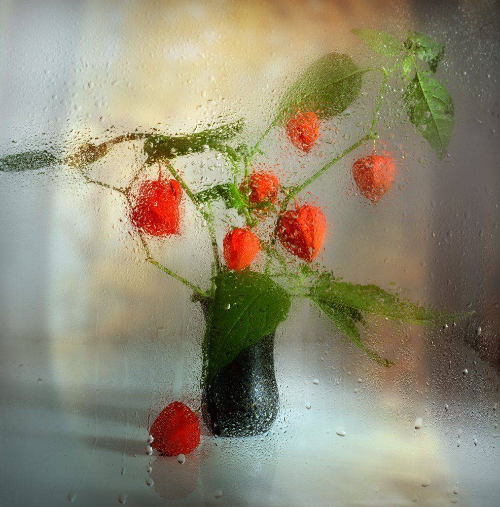 , Елена Брежицкая