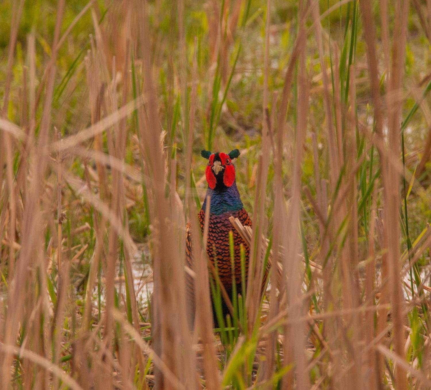 крупная промысловая птица из сем. куриных с ярким оперением., Сергей цыбизов