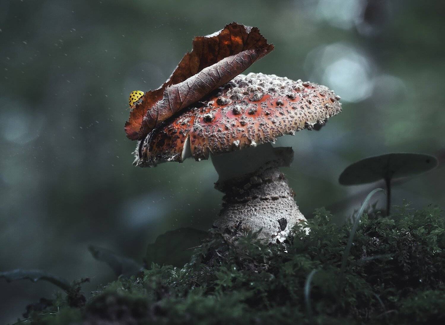 , Галина Горькавая