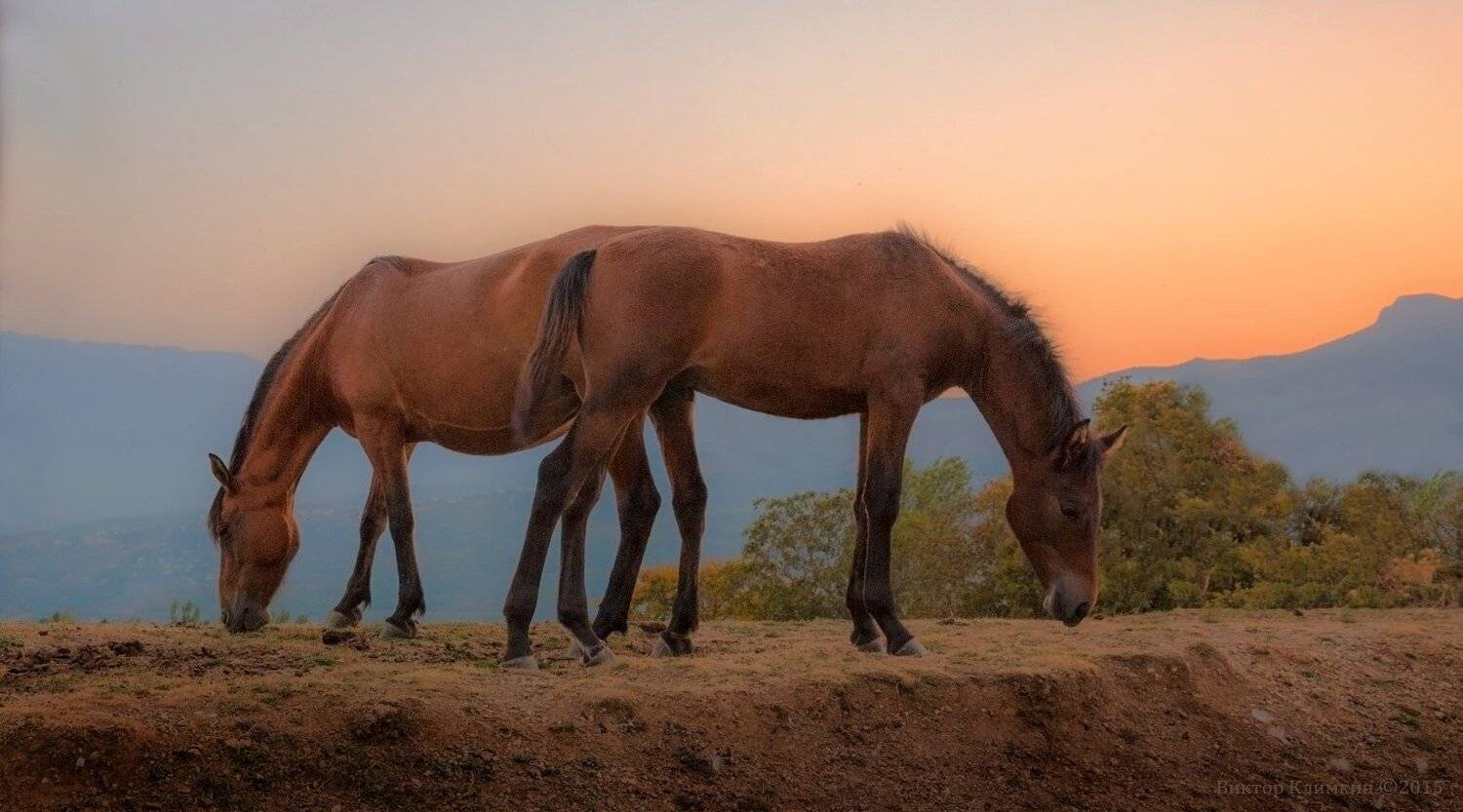 вечер, крым, кони, Виктор Климкин