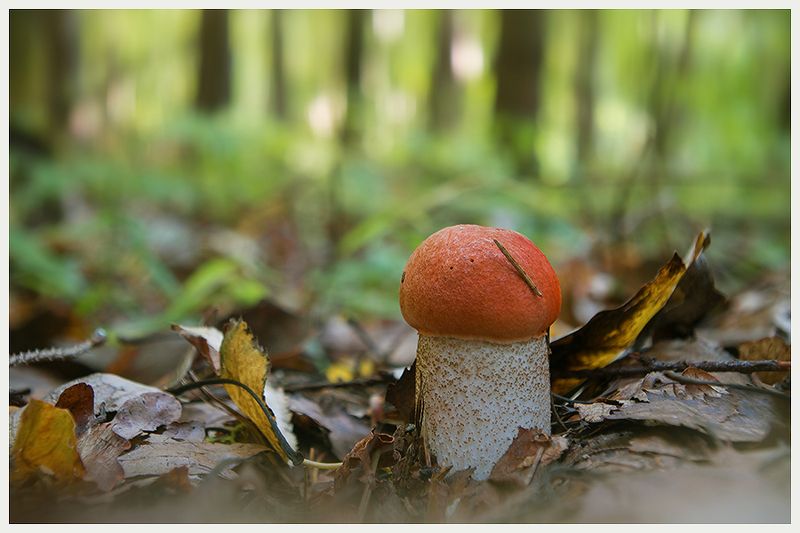 Первый фото превью