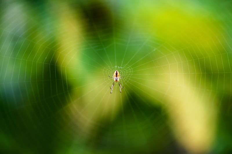 Паук за работой фото превью
