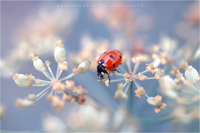 ladybug ladybird artistic macro m42 bokeh magic biedronka natural ladybug фото превью