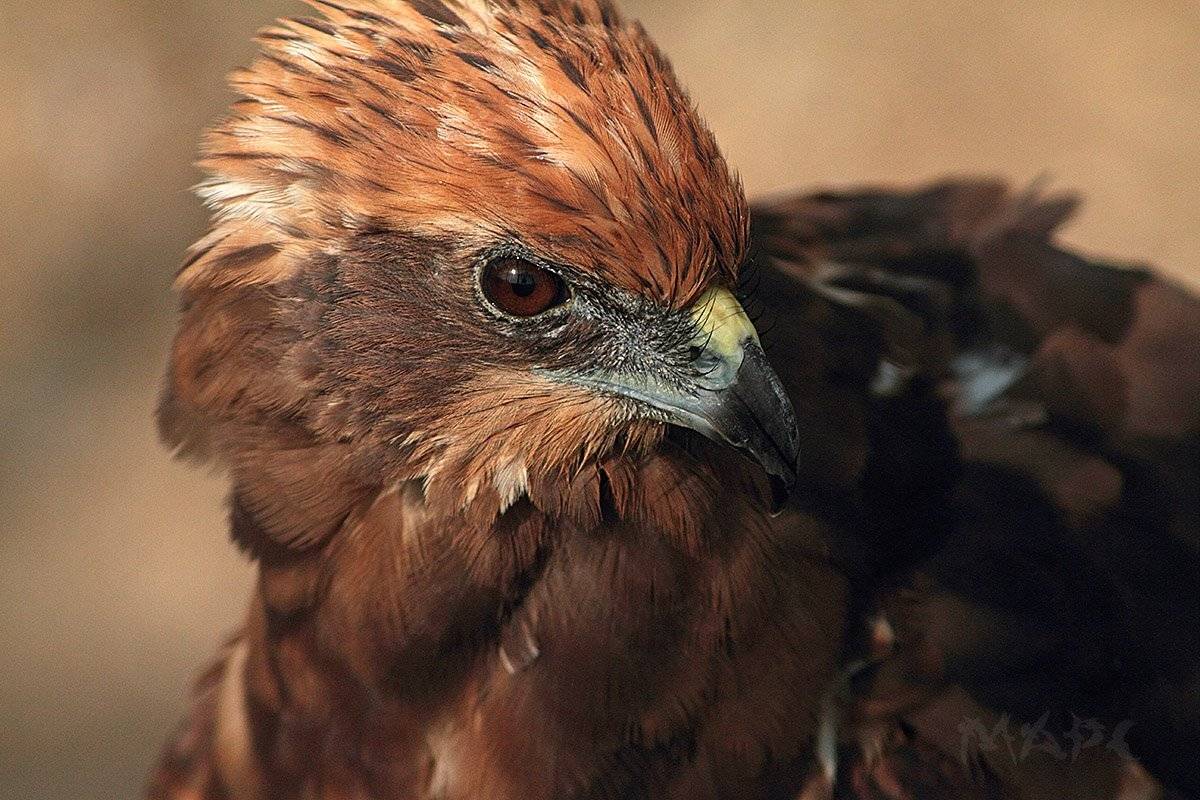 животные птицы коршун, Шангареев Марс