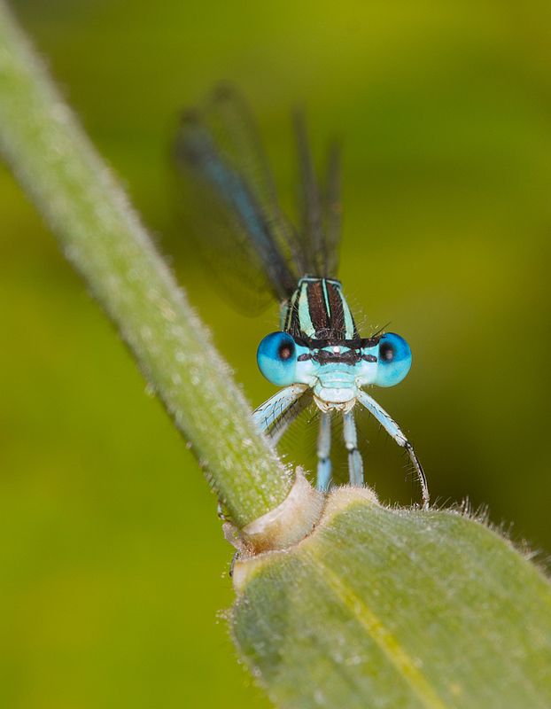 * фото превью