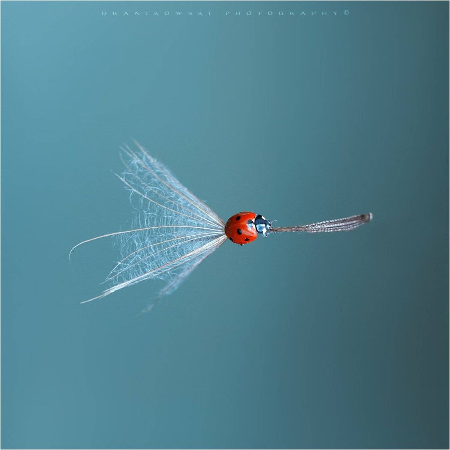 ladybug ladybird artistic macro m42 bokeh magic biedronka natural art dranikowski на метле, Radoslaw Dranikowski
