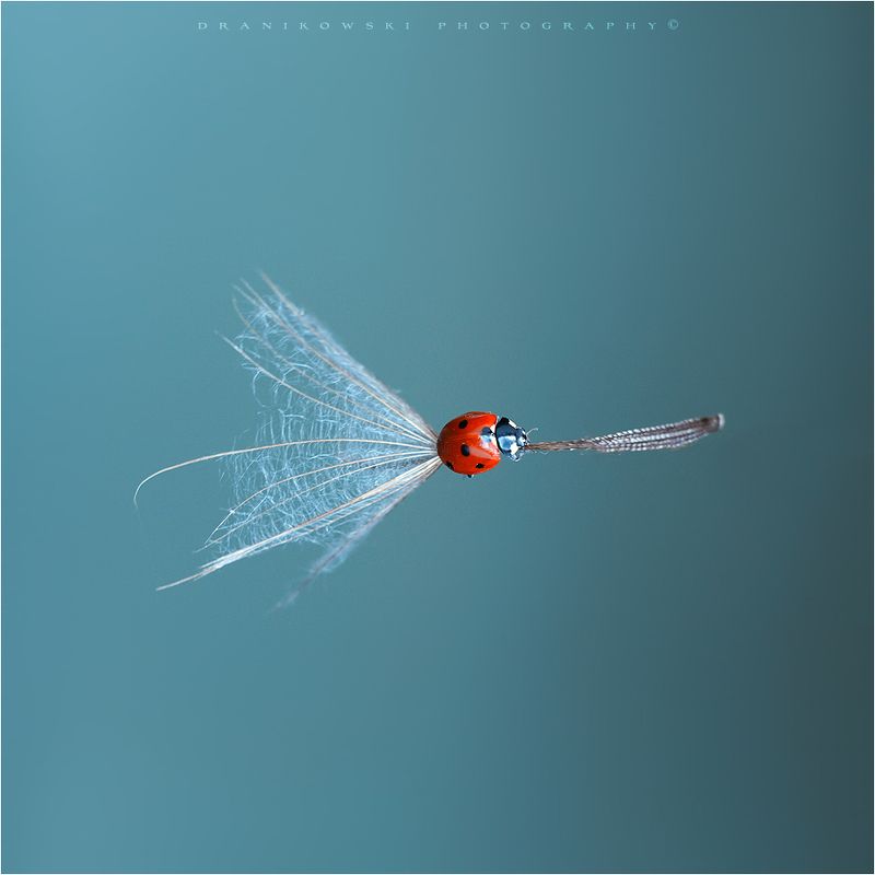 ladybug ladybird artistic macro m42 bokeh magic biedronka natural art dranikowski на метле на метле фото превью