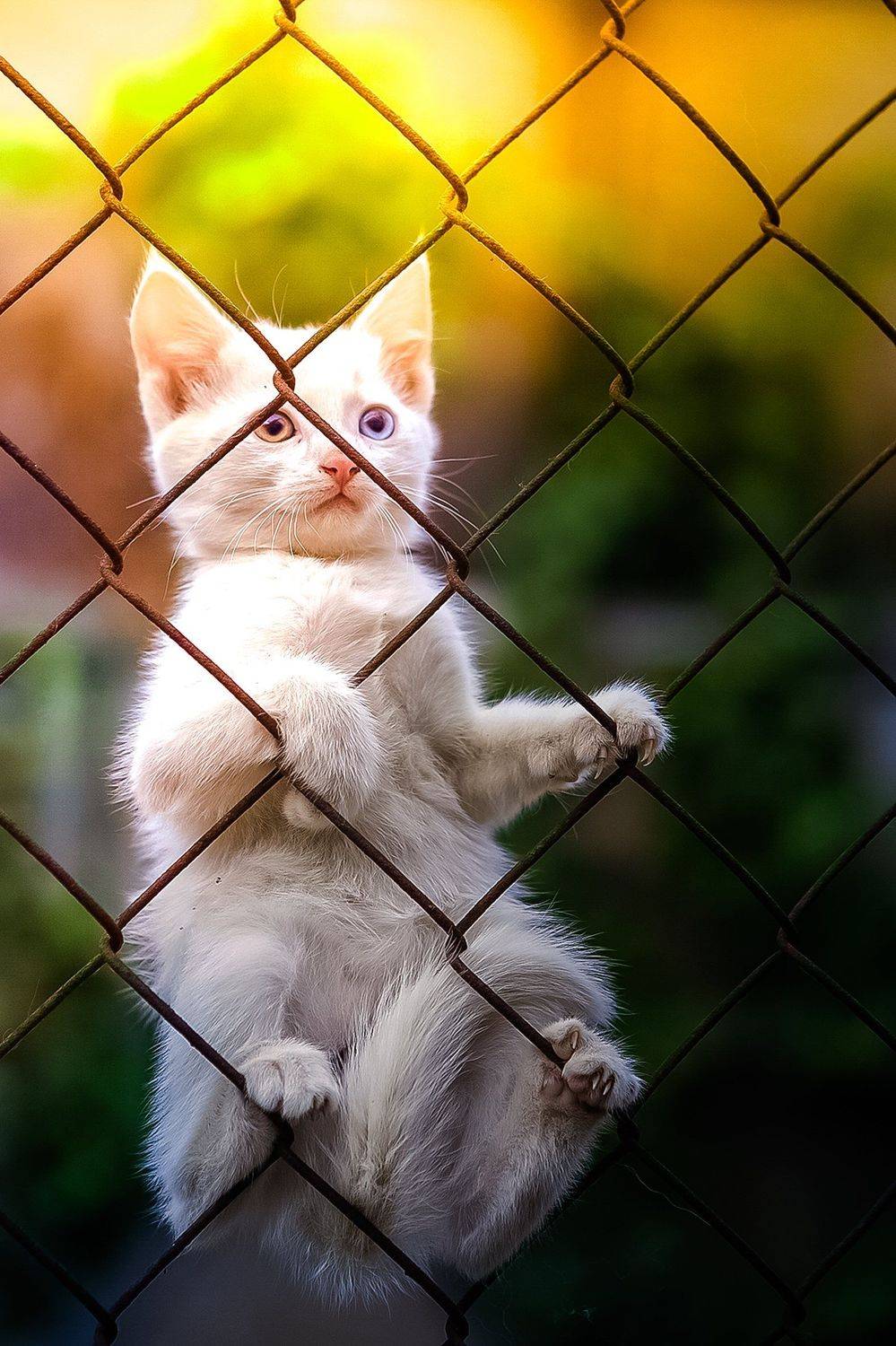 , Коротун Юрий