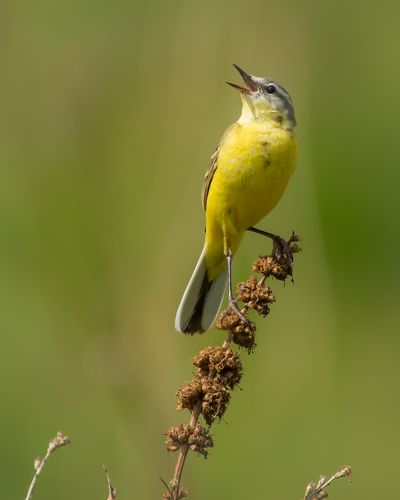 Песни ушедшего лета