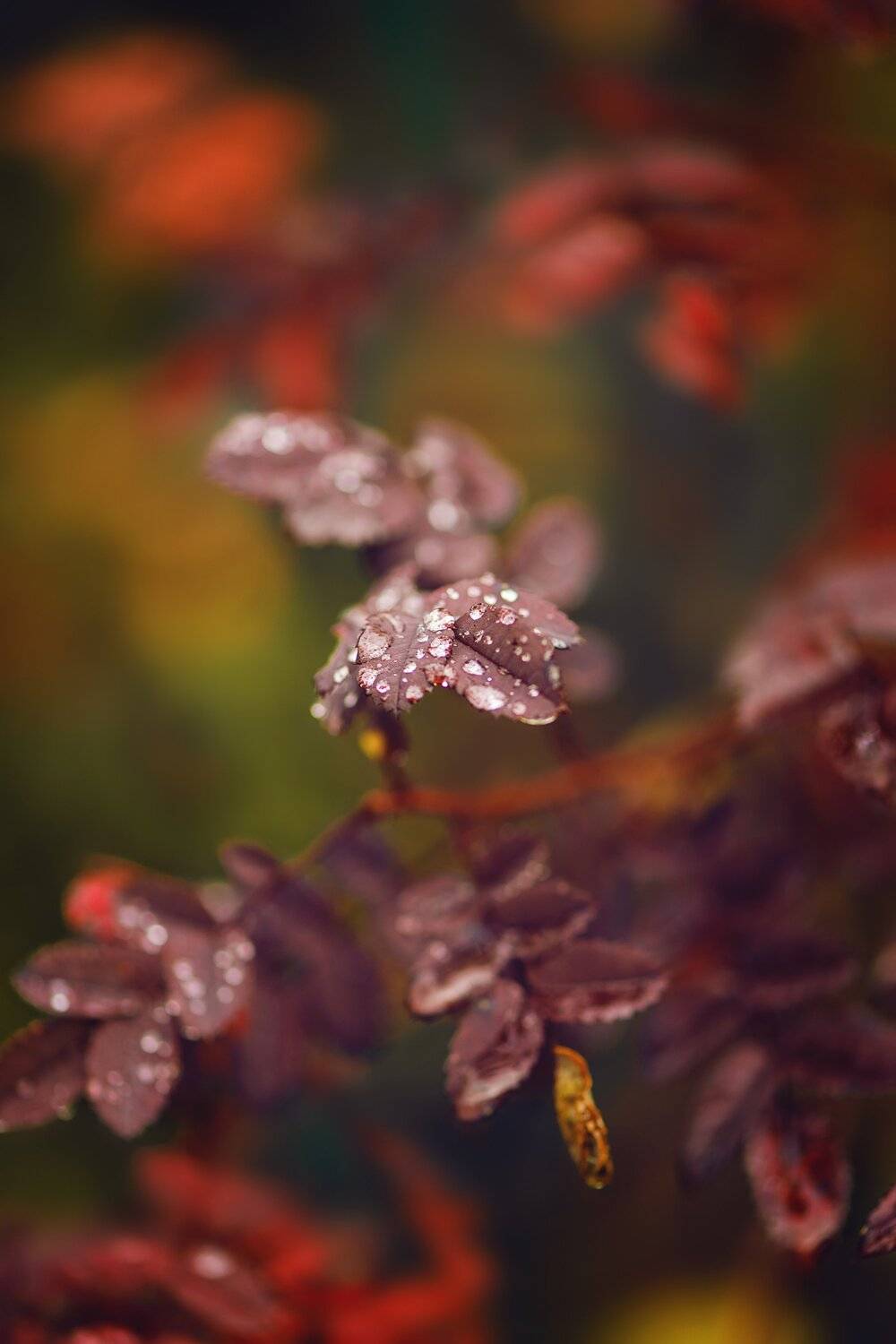 , Анастасия Добровольская