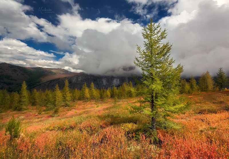 Краски Алтая фото превью