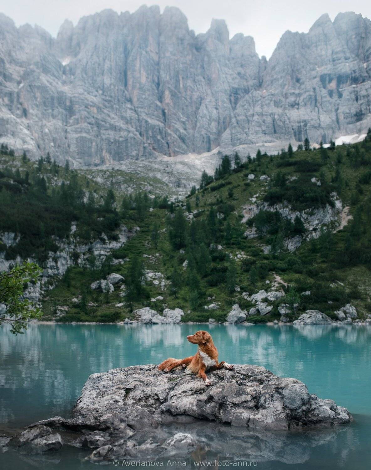 собака, природа, озеро, горы, Анна Аверьянова