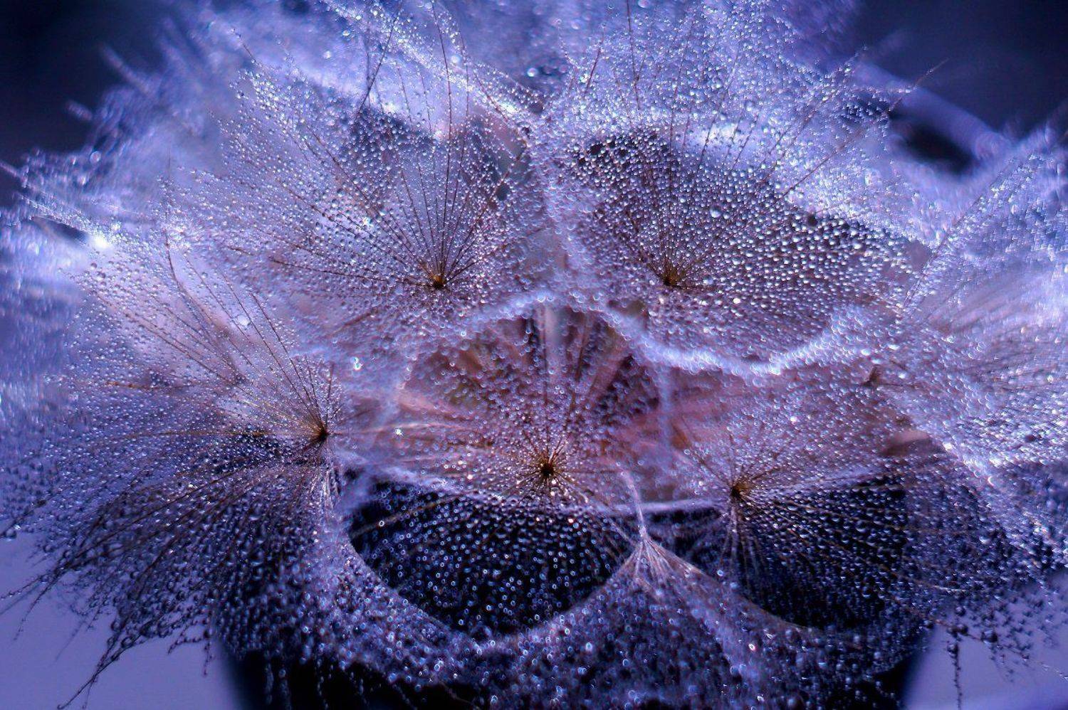 макро,одуванчик,гелиос,, Марина Соколова