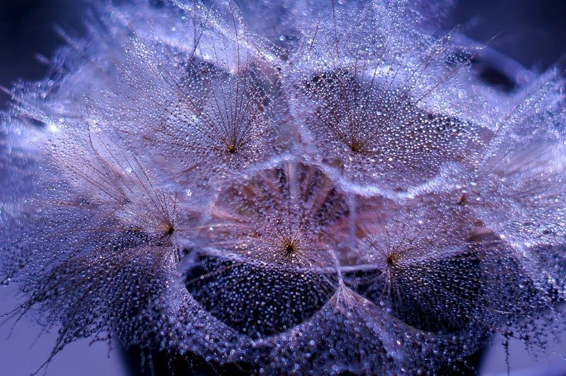 макро,одуванчик,гелиос, Про одуванчик. фото превью