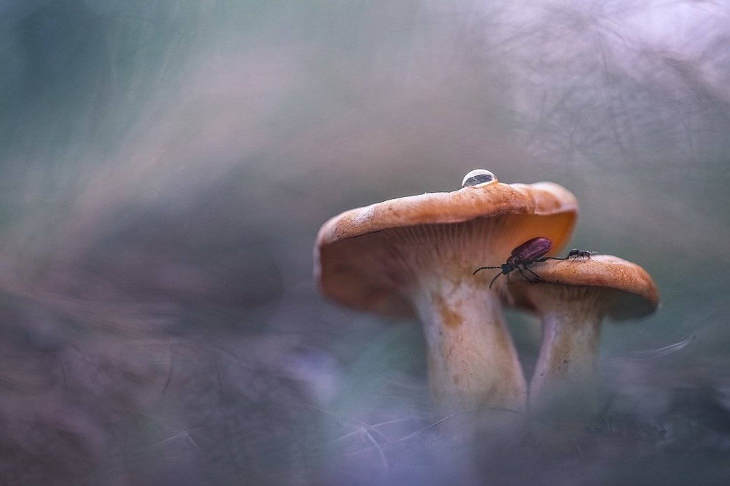 , Вячеслав Мищенко