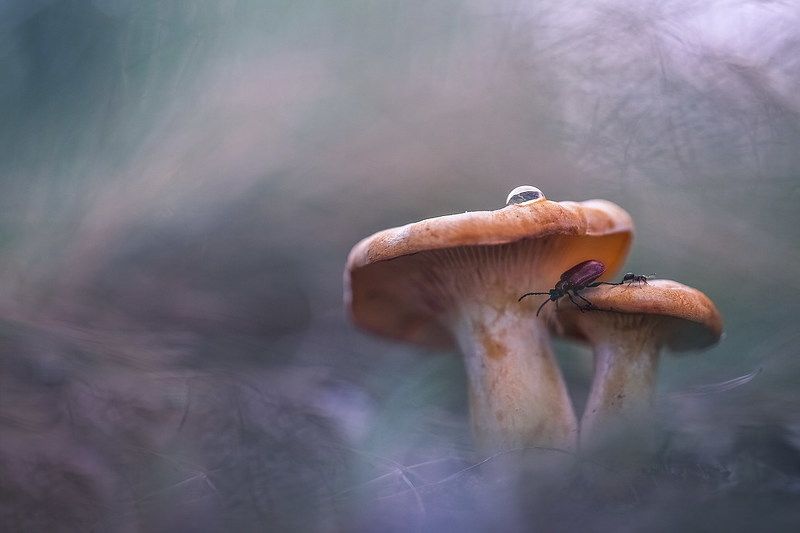 Pro капельку фото превью