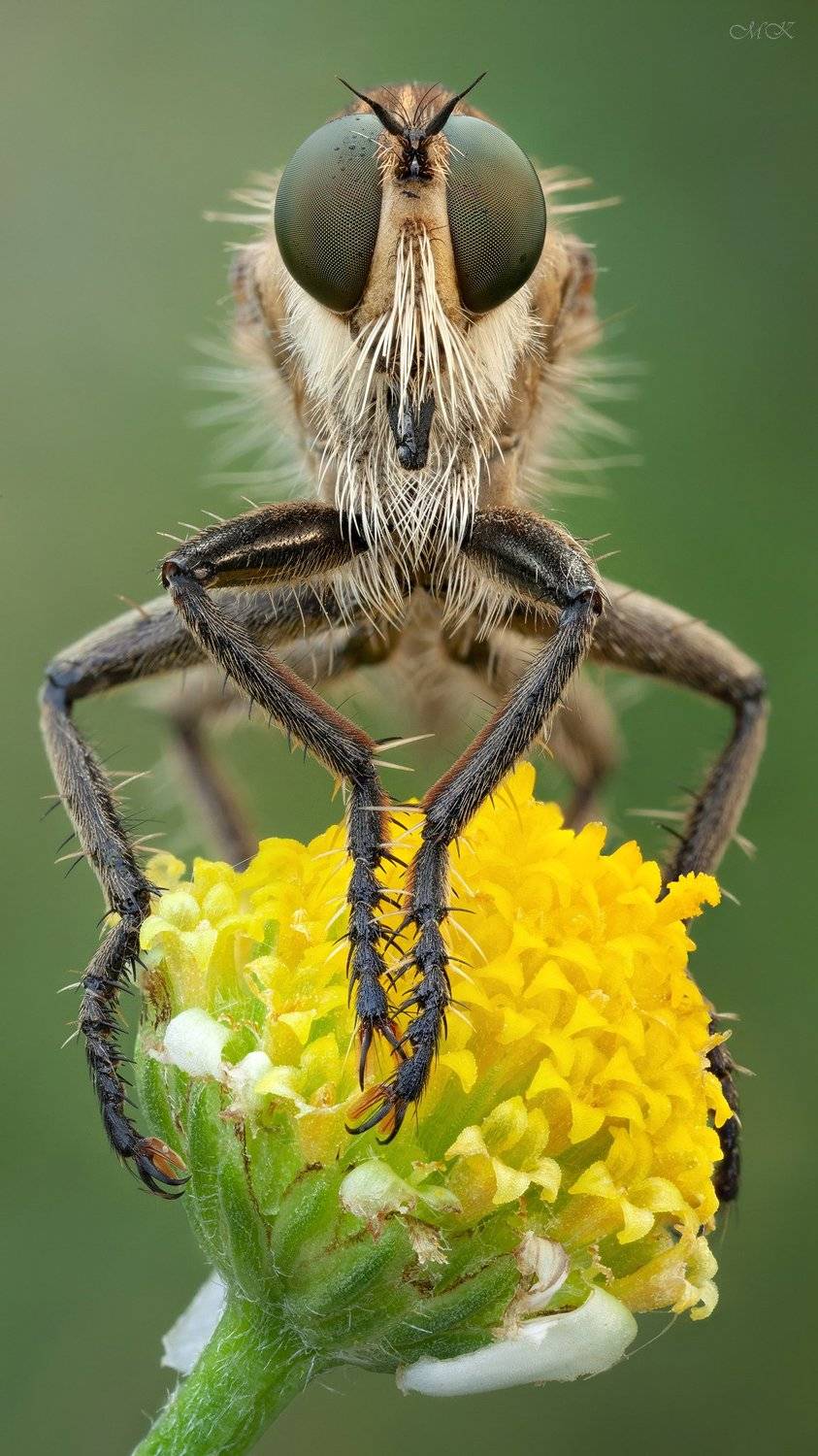 ктырь, asilidae, robber fly, Miron Karlinsky