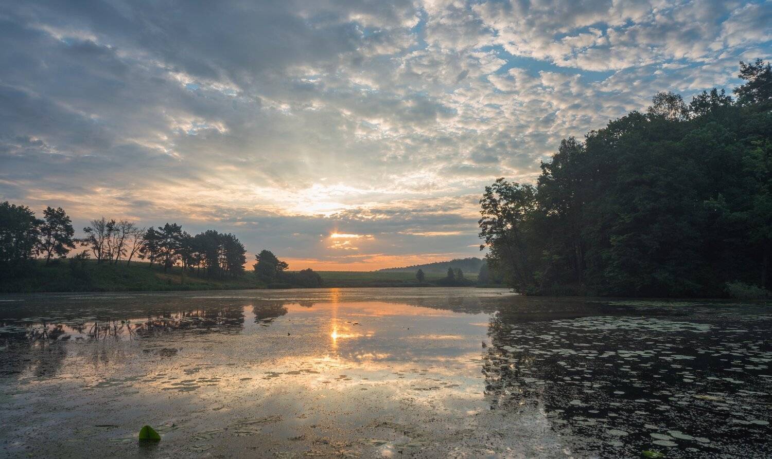 , Николай Шахманцир