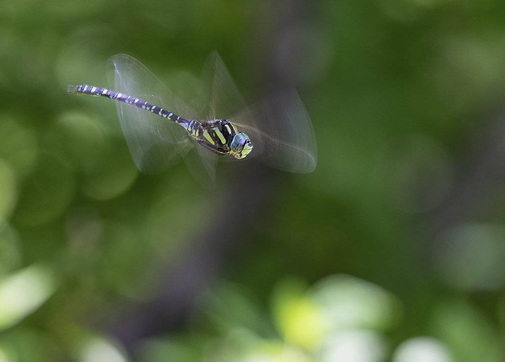 стрекоза, коромысло, сентябрь, Евгений Слободской