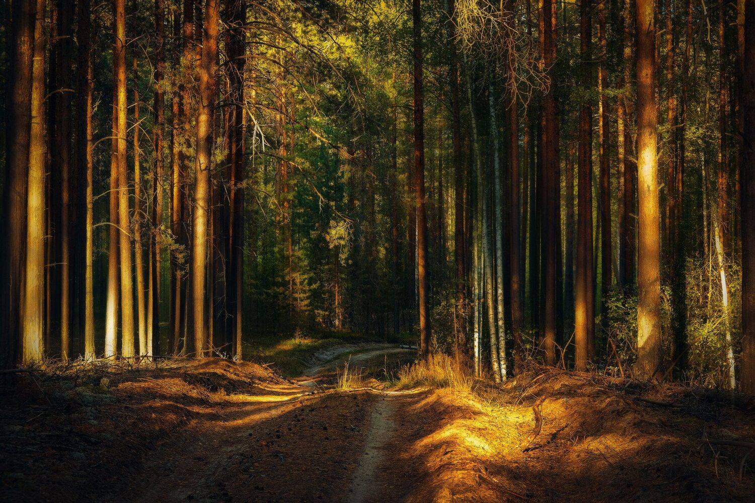 фото, природа, пейзаж, лес, лето, закат, Екатерина