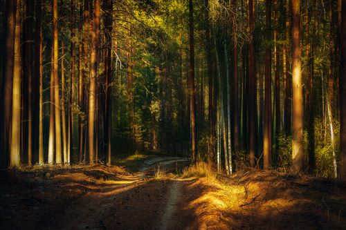 По мотивам Шишкина